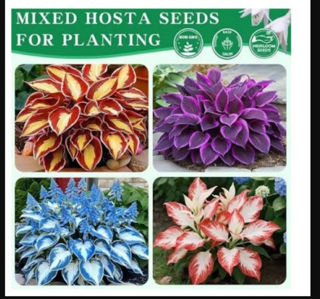 Mixed Hosta Seeds for Planting Outdoors (Pack of 2)