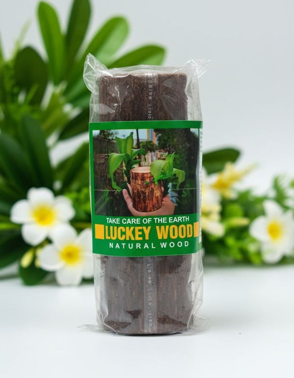 Lucky Brazil Wood Live Plant for Home & Office Decor | Healthy Indoor Feng Shui Potted Plant | Natural Air Purifying Brazilian Wood | Easy Care Lucky Plant |