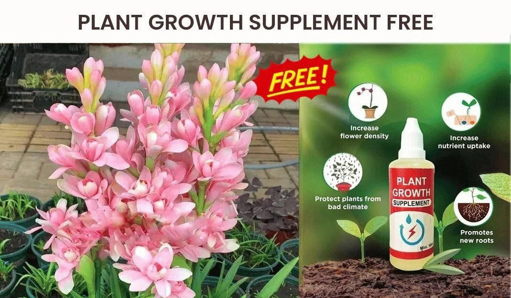 Rajani Gandha Flower Seeds for Planting (20 seeds per pack) WITH FREE PLANT GROWTH SUPPLEMENT