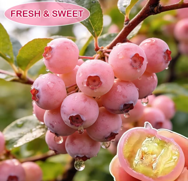 Premium Pink Blueberry Seeds with plant growth supplement Buy 1 Get 1 Free