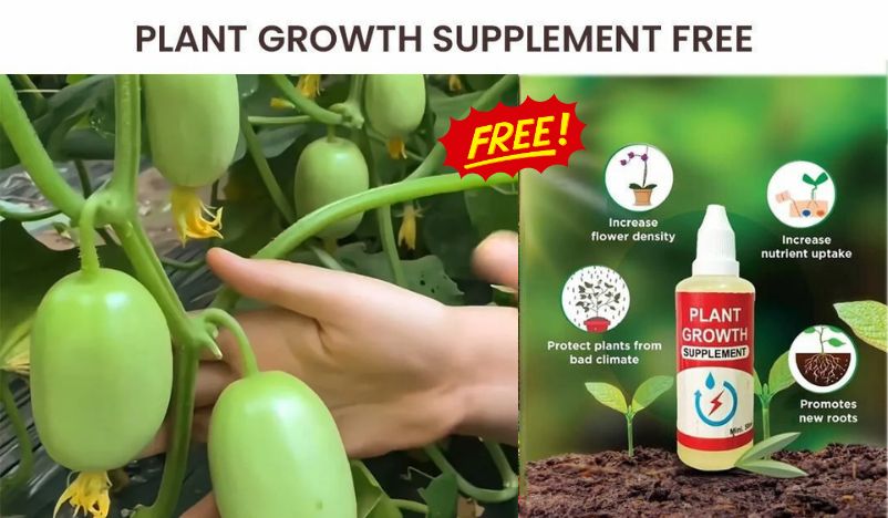 Cucumber Picklebush | Cucumber Vegetable Fruit Seed Home Garden WITH FREE PLANT GROWTH SUPPLEMENT