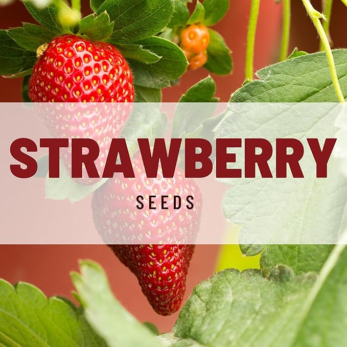 Strawberry Alpine Fragaria Variety