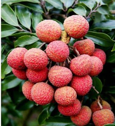 Litchi Fruit Seeds