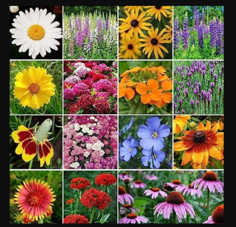 Wild Mix Premium flower seeds