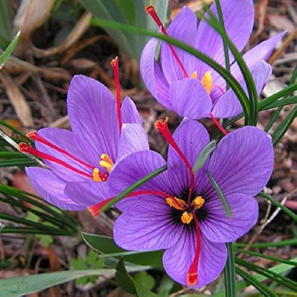 Original Saffron Bulbs (Pack Of 8)