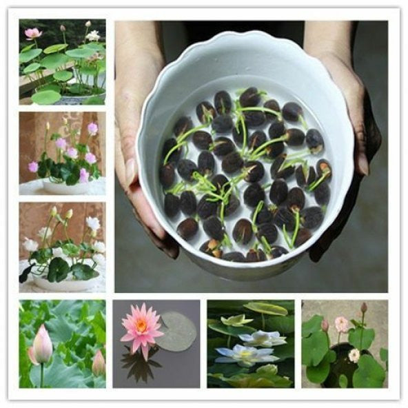 Water Lily Flower Seeds